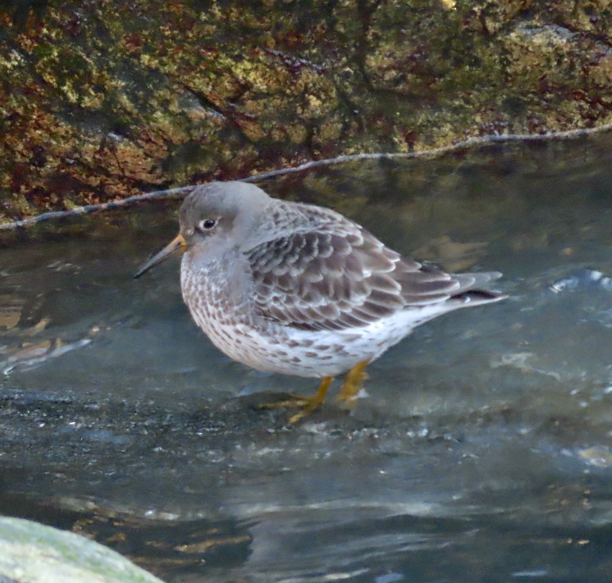 Purple Sandpiper - ML522452221