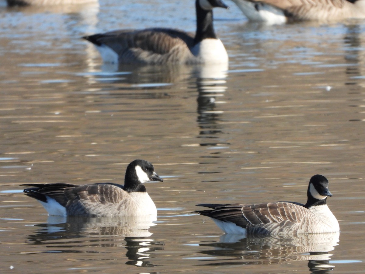 Cackling Goose - John Aleknavage