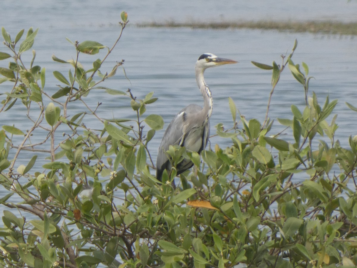 Gray Heron - ML522452981