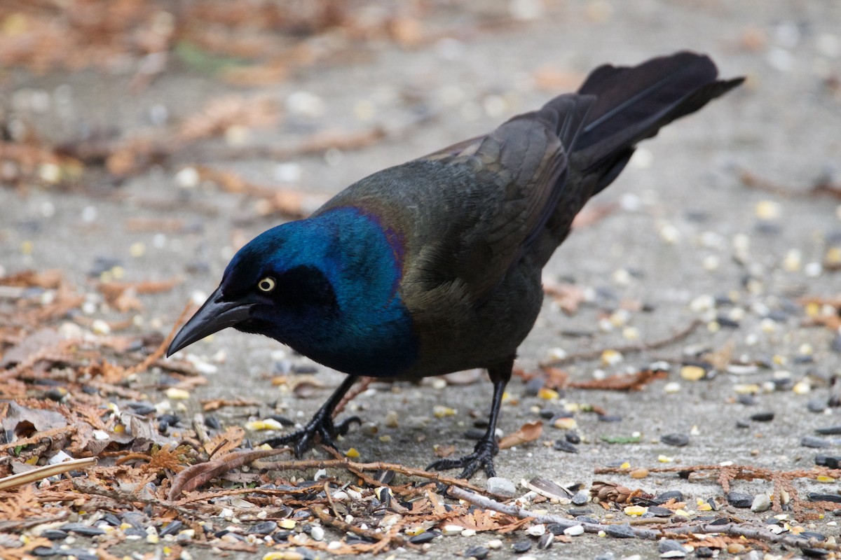 Common Grackle - Ian Jarvie