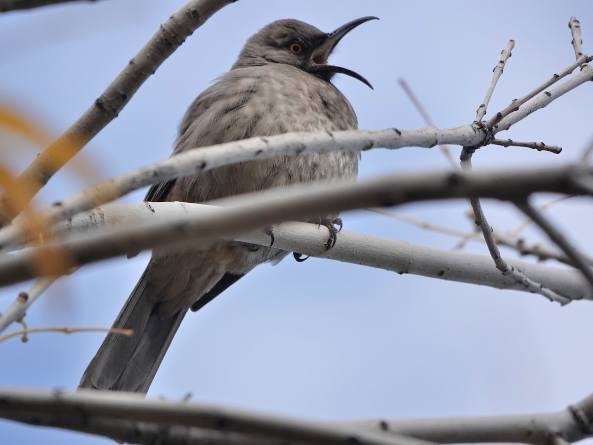 Curve-billed Thrasher - ML522454141