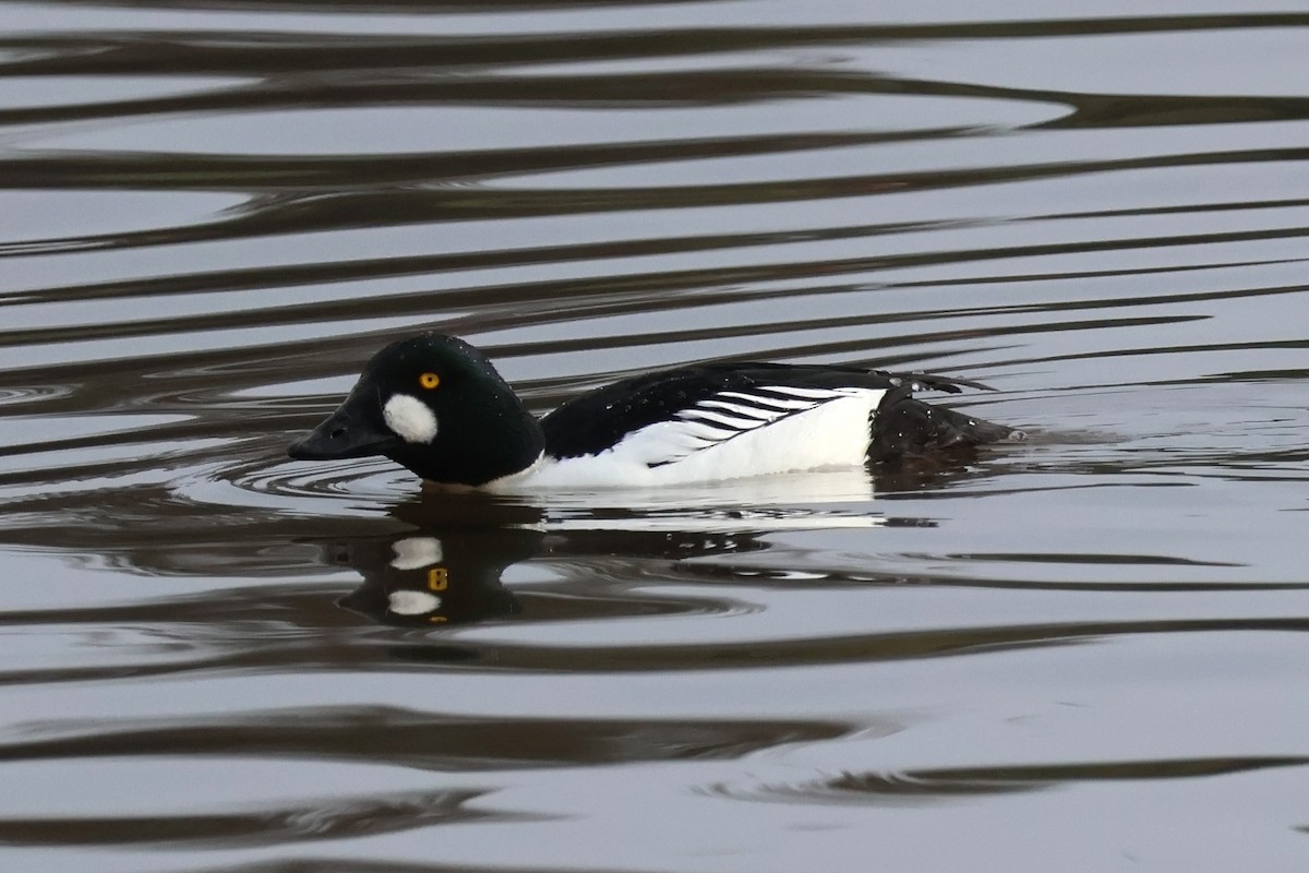 Common Goldeneye - Eric Cameron