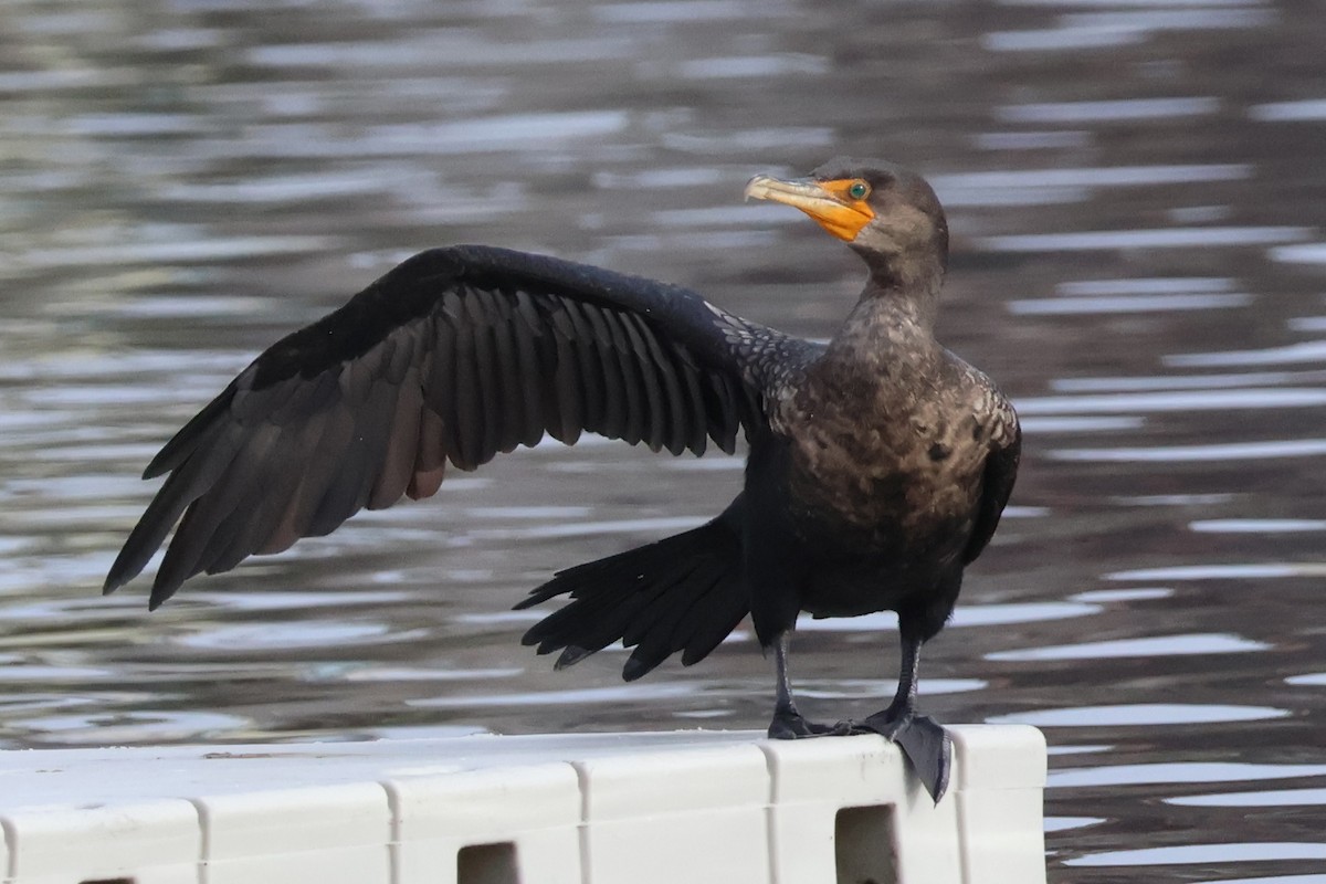 Double-crested Cormorant - Eric Cameron