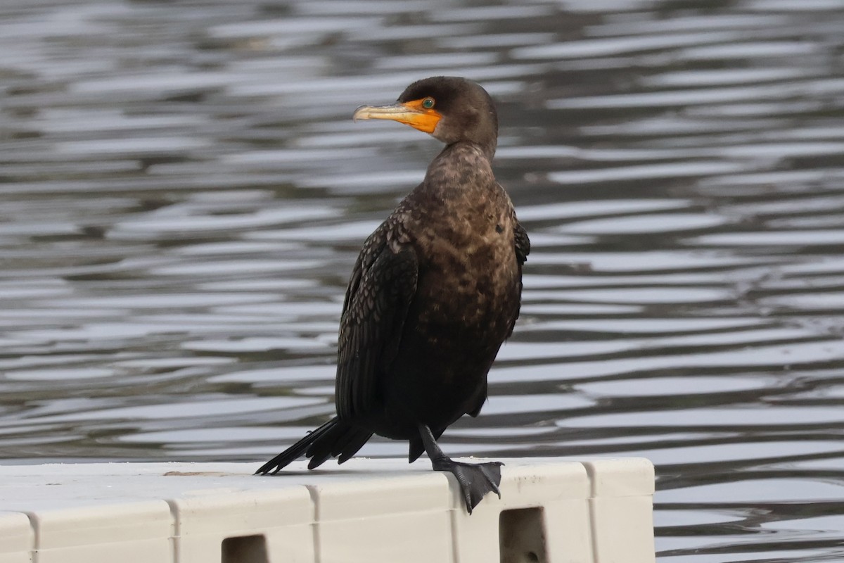 Double-crested Cormorant - Eric Cameron