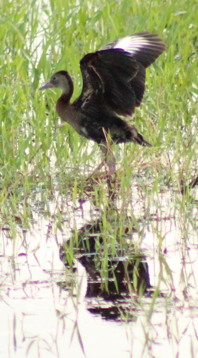 Dendrocygne à ventre noir - ML522462151