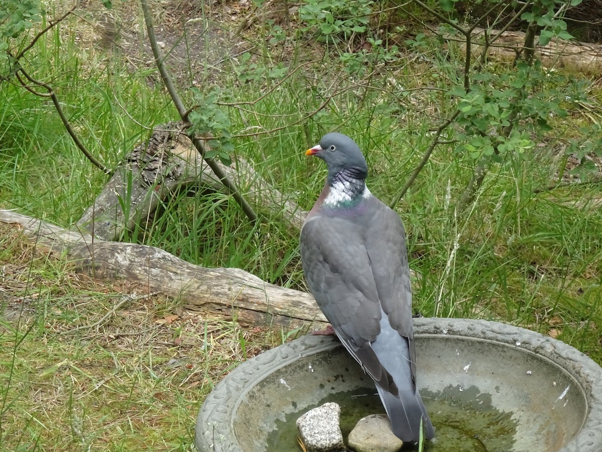 Common Wood-Pigeon - ML522462251