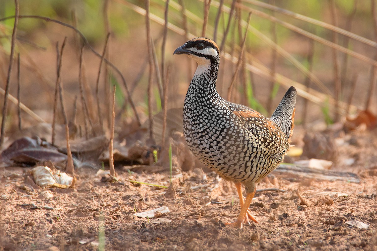 Chinese Francolin - Ayuwat Jearwattanakanok