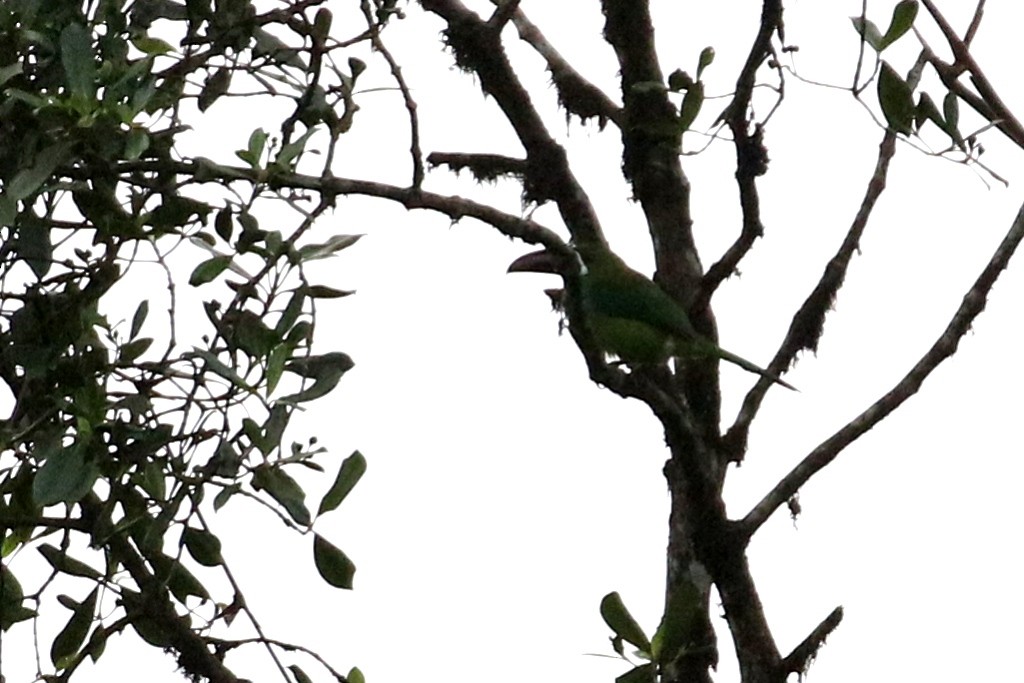 Crimson-rumped Toucanet - ML52246311