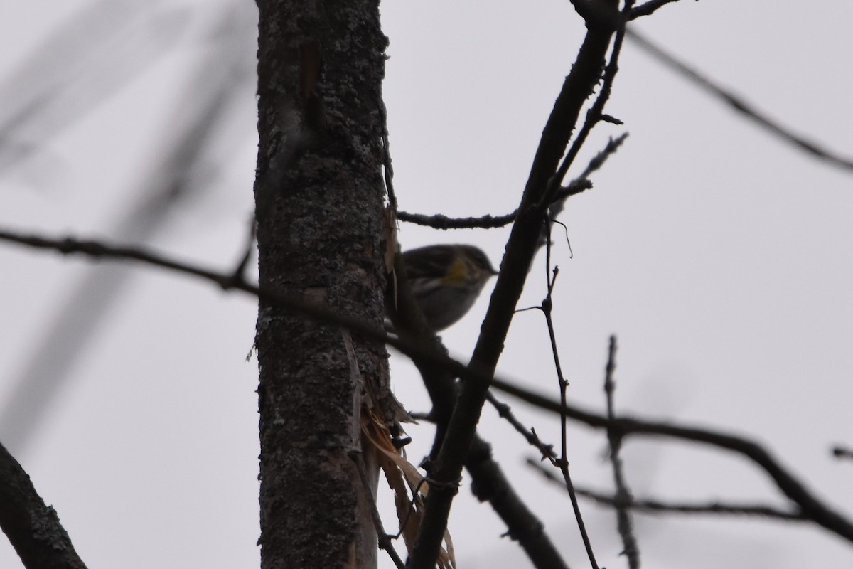 Yellow-rumped Warbler (Myrtle) - ML522463221