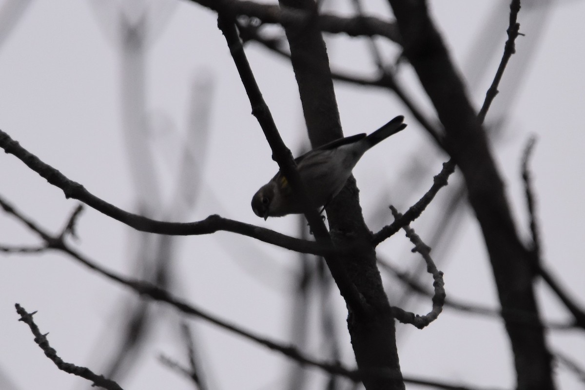 Yellow-rumped Warbler (Myrtle) - ML522463231