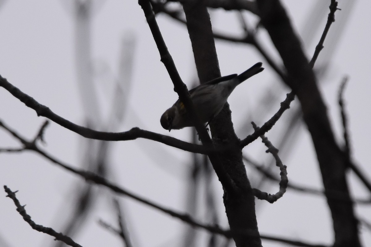 Yellow-rumped Warbler (Myrtle) - ML522463241