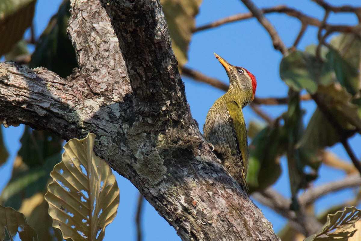 Streak-throated Woodpecker - ML52246351