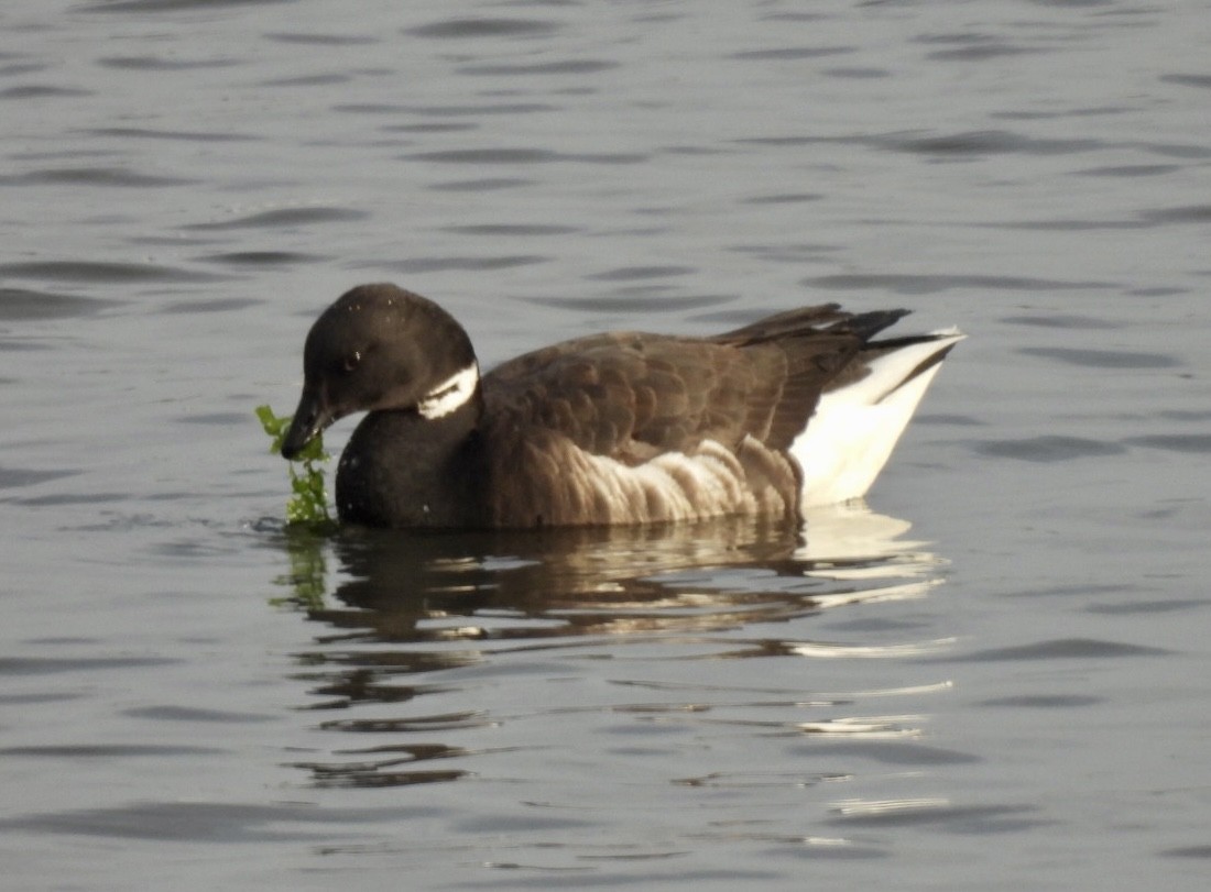 Brant - ML522463531