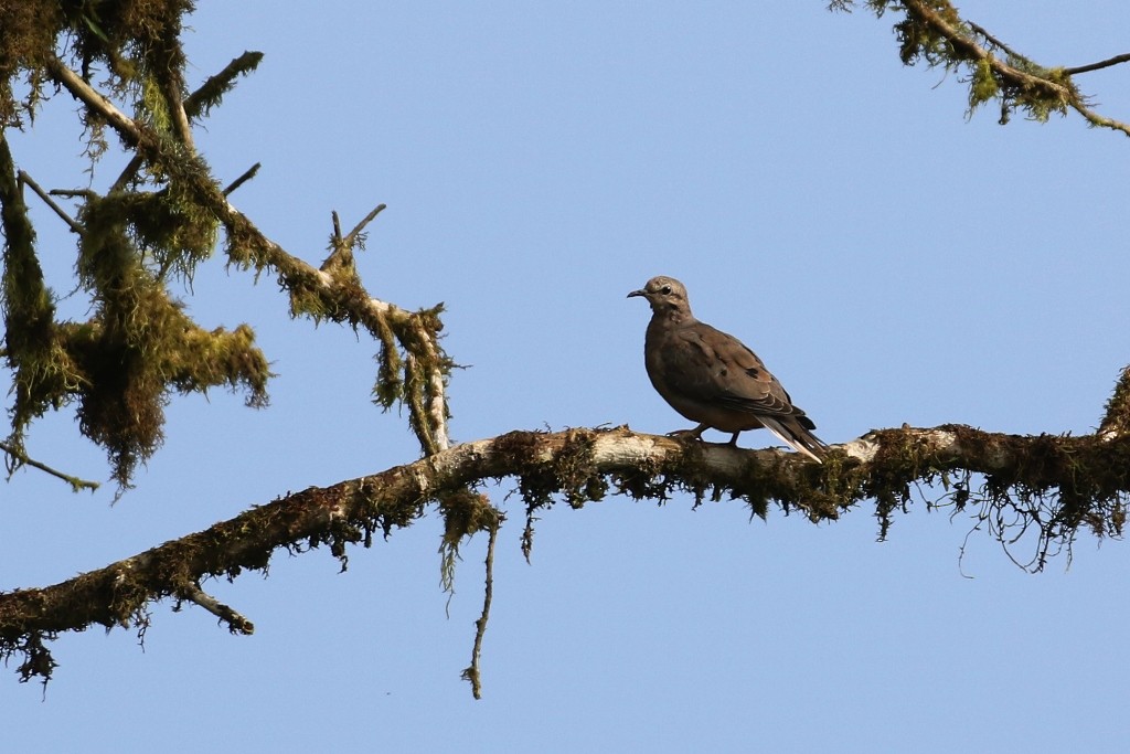 Eared Dove - ML52246361