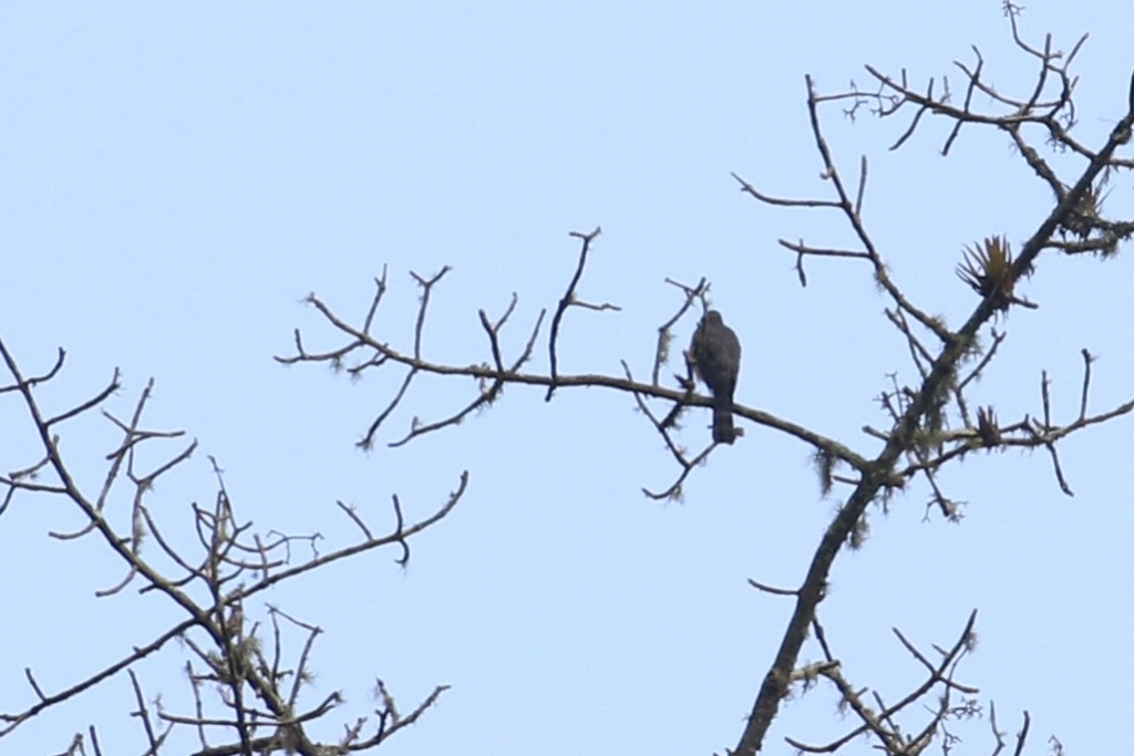 Sharp-shinned Hawk - ML52246371