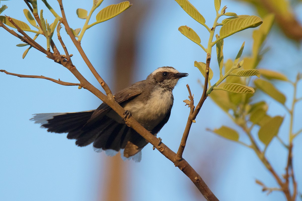 White-browed Fantail - Ayuwat Jearwattanakanok