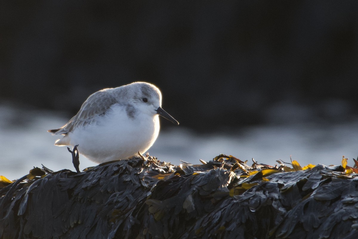 Sanderling - ML522464641