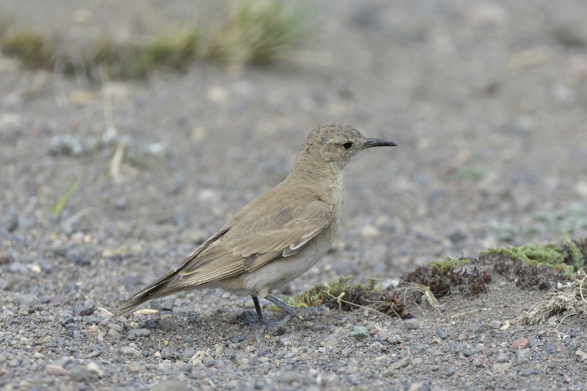 Creamy-rumped Miner - ML522464711