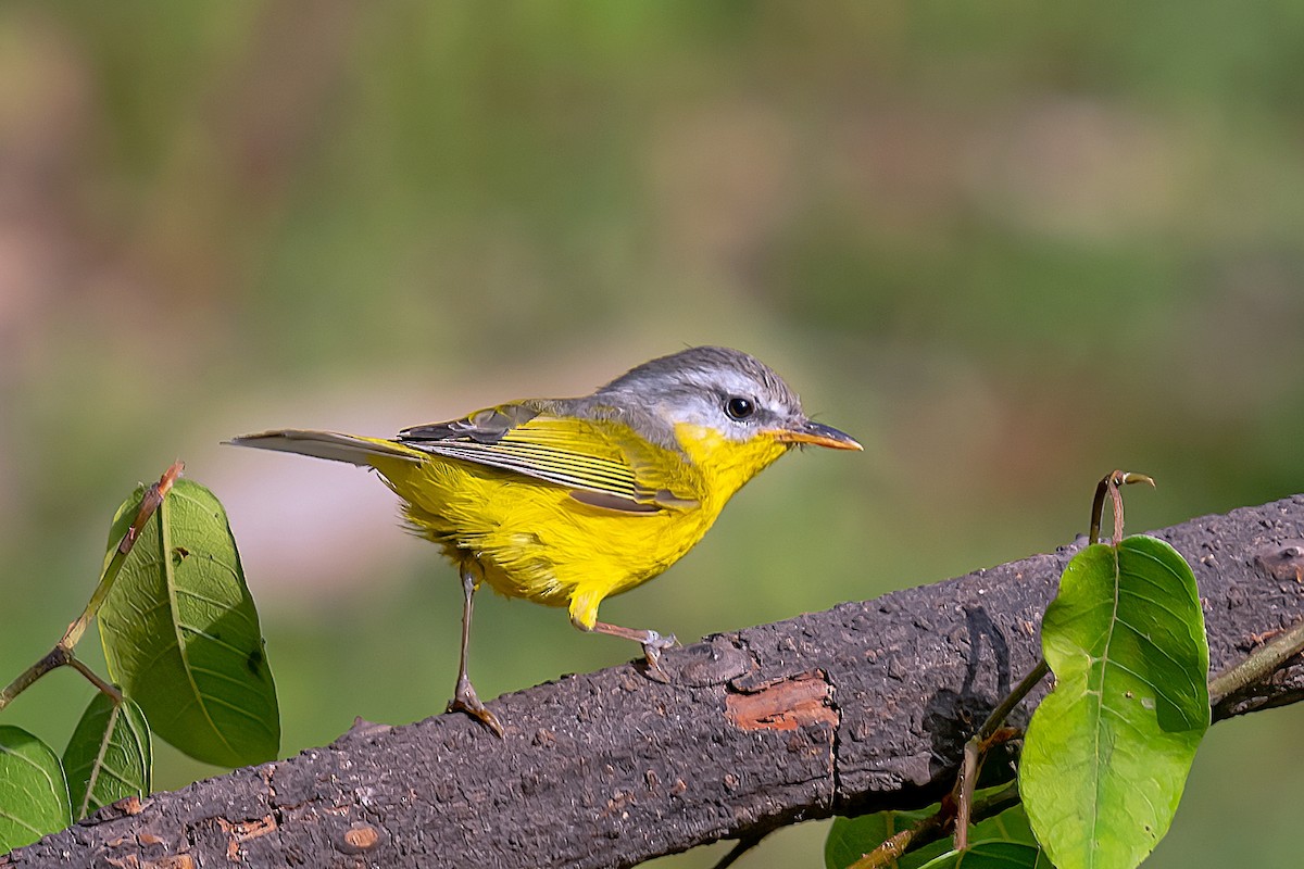 Gray-hooded Warbler - ML522465161