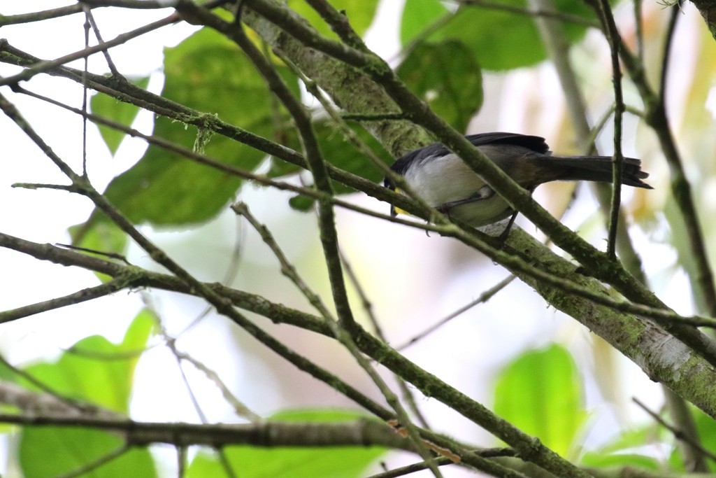 White-naped Brushfinch - Maurice Raymond