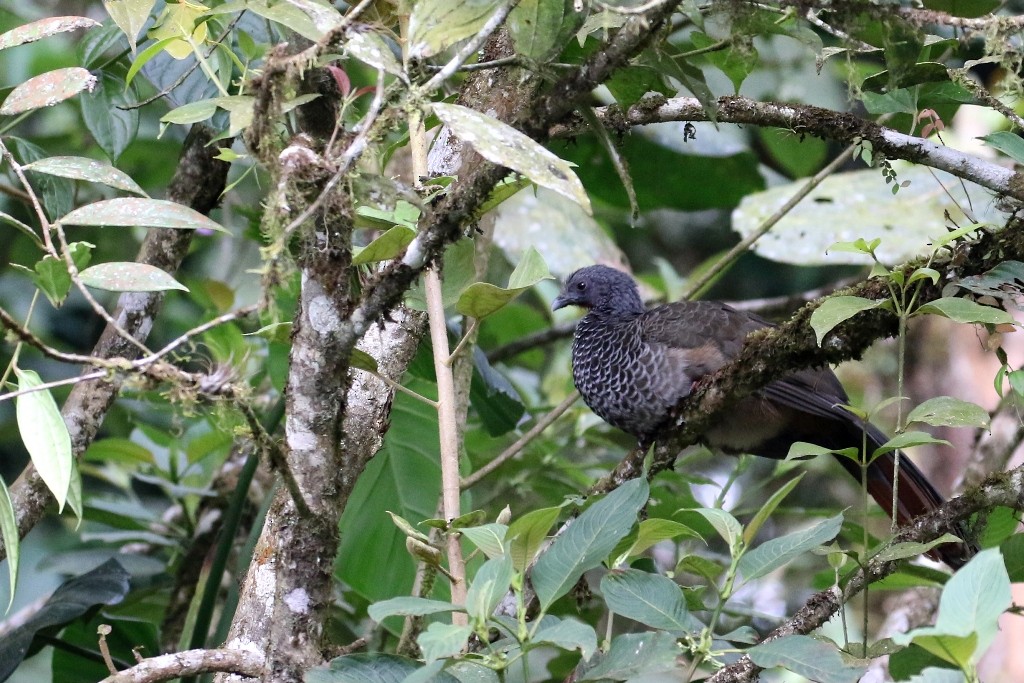 Colombian Chachalaca - ML52246601