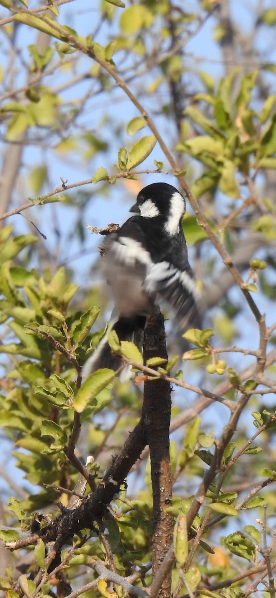 Mésange à ailes blanches - ML522466761