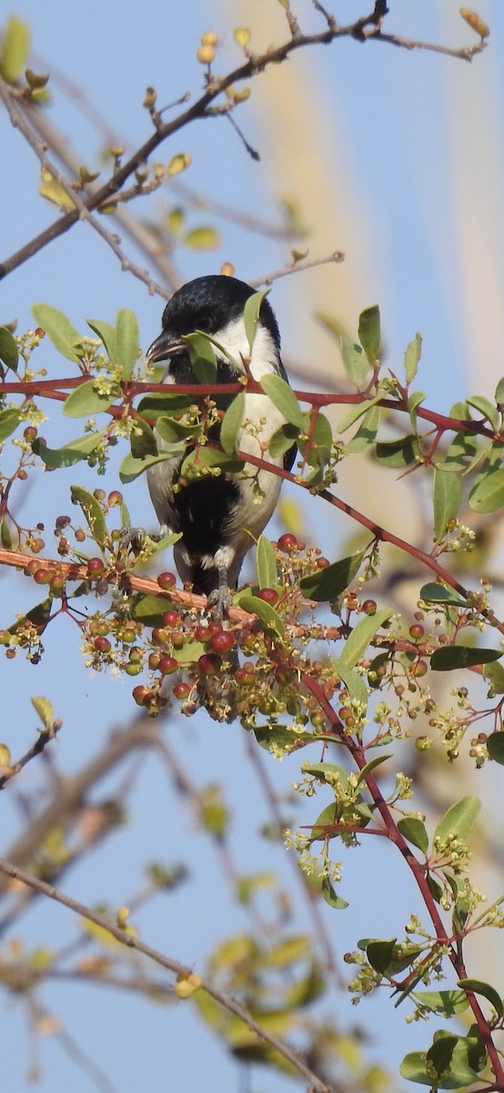 White-naped Tit - ML522466771