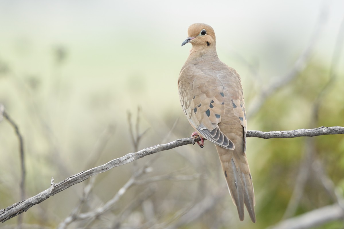 Mourning Dove - ML522467901