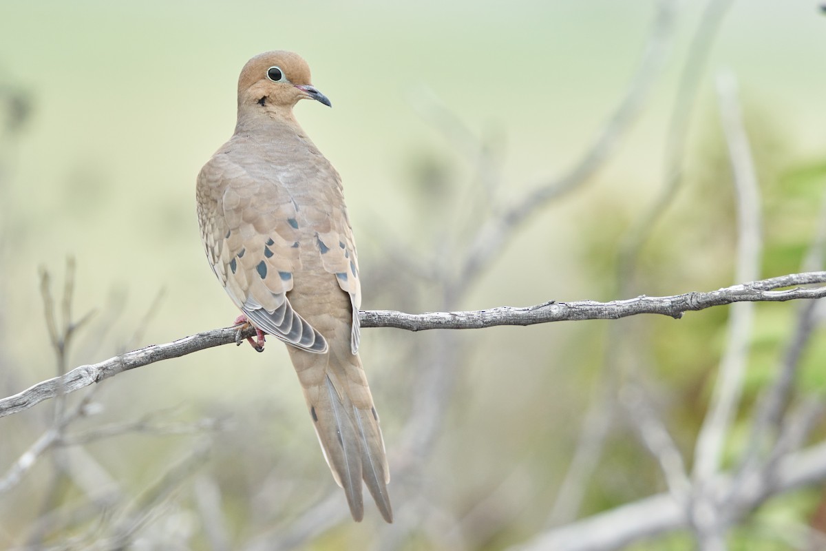 Mourning Dove - ML522467911