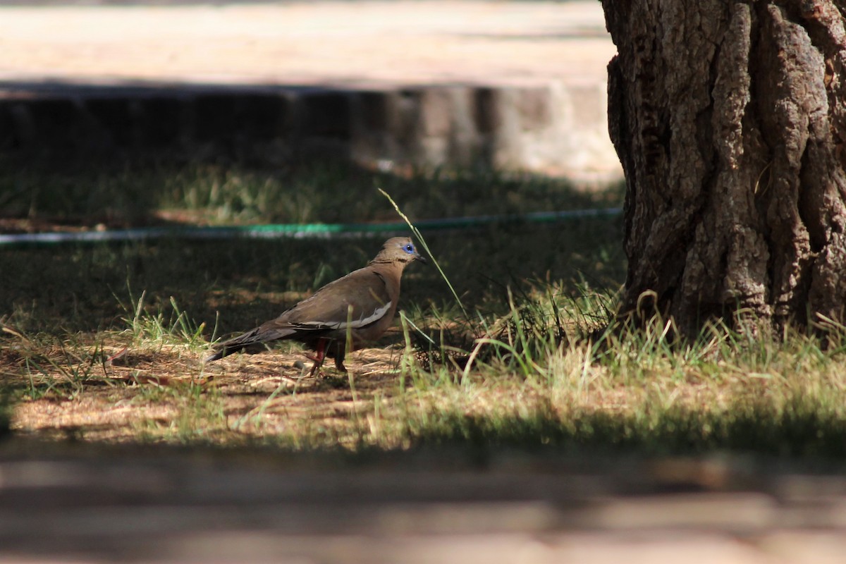 West Peruvian Dove - Matias Condorí