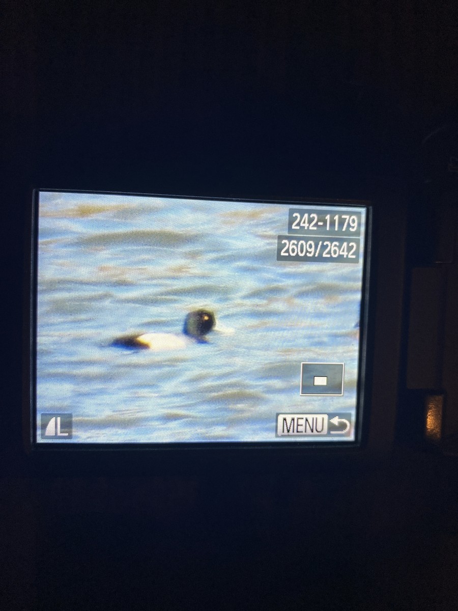 Тэнгисийн шумбуур - ML522468231