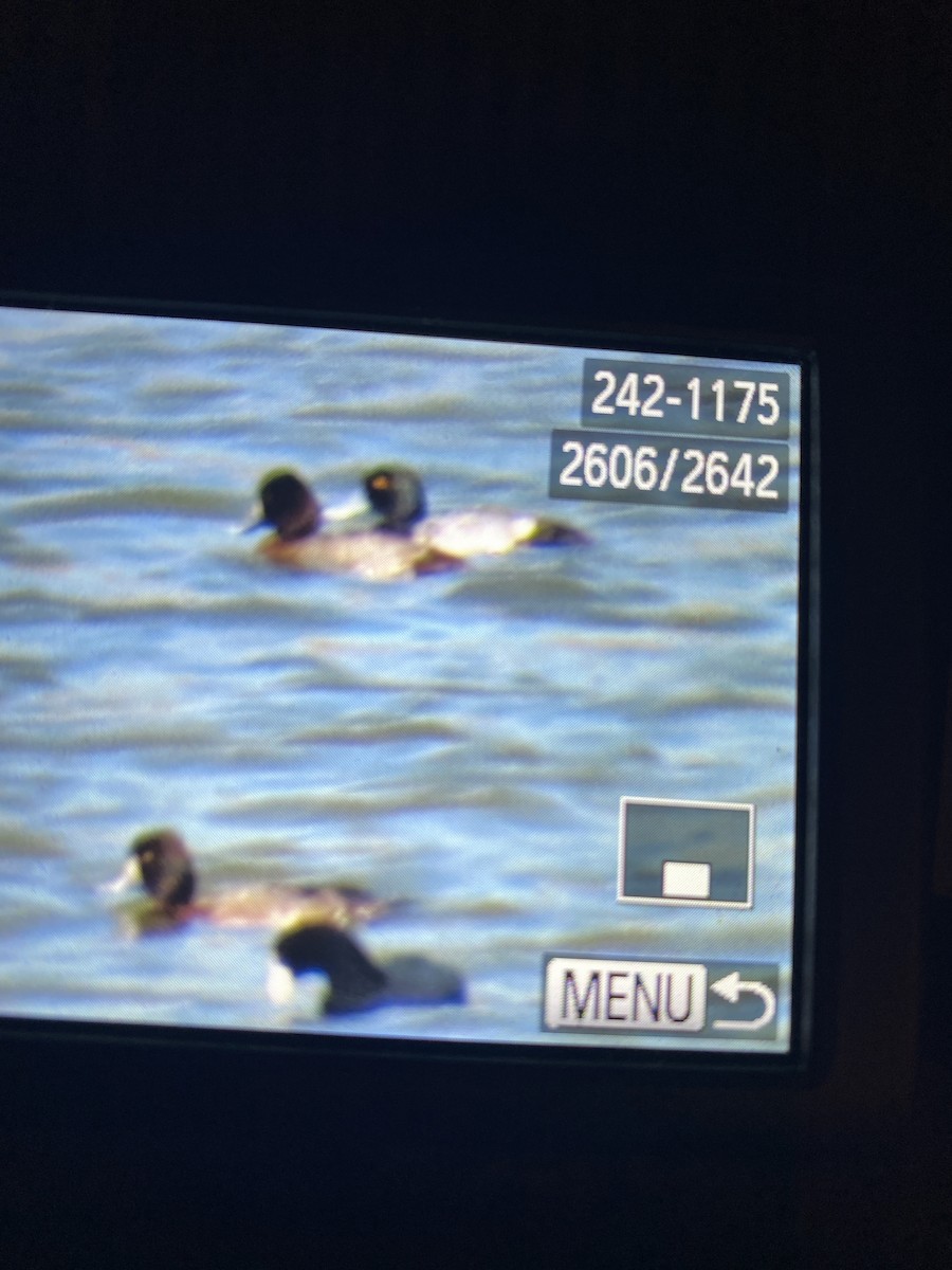 Тэнгисийн шумбуур - ML522468761