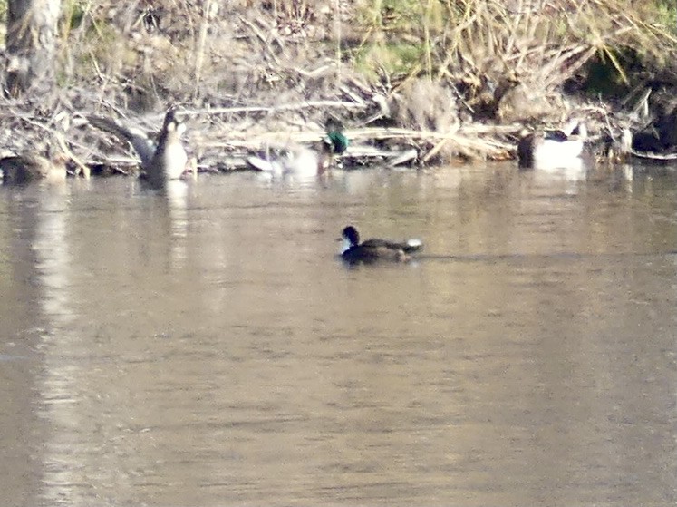 Mallard (Domestic type) - Laura Blutstein