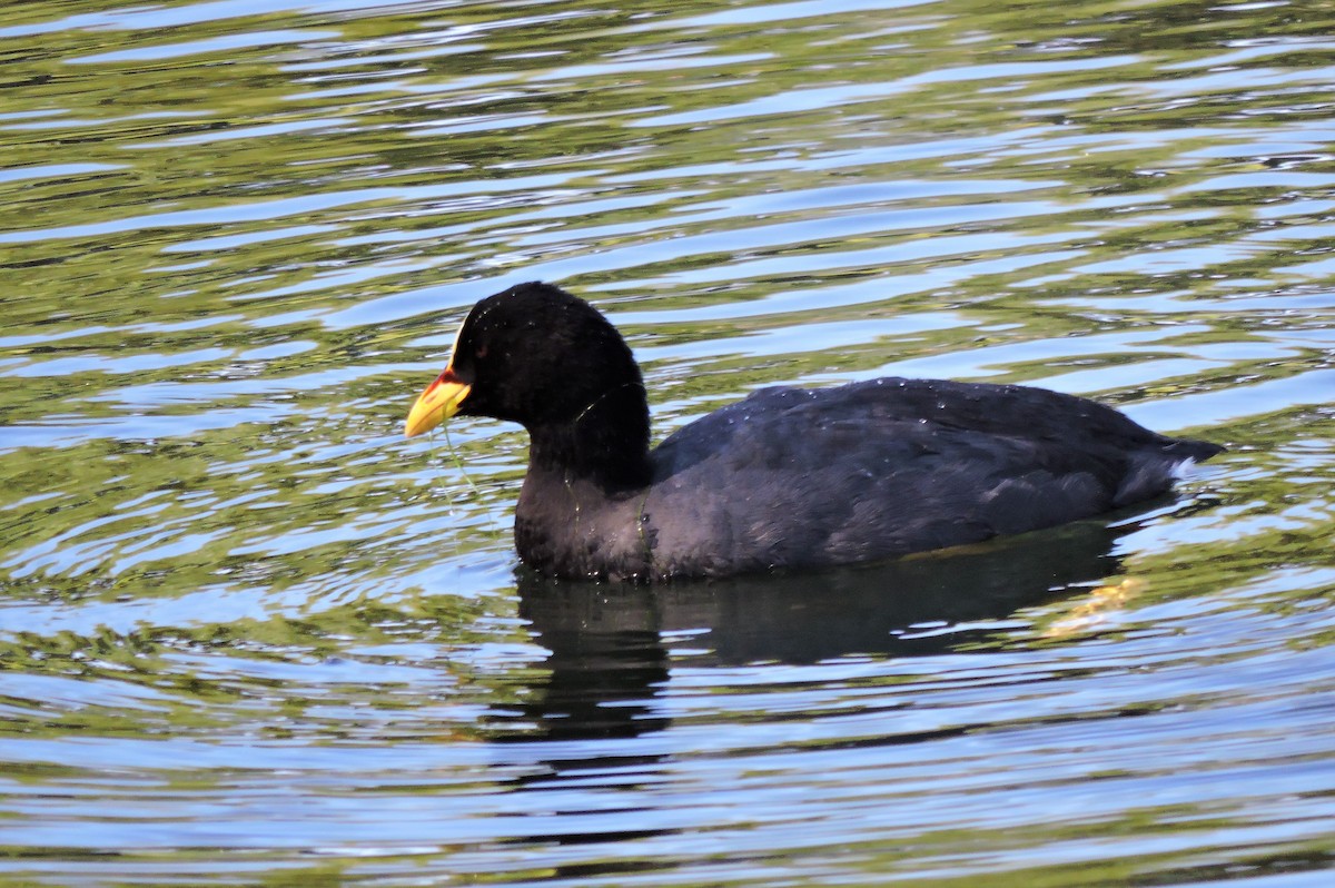Red-gartered Coot - ML522469511