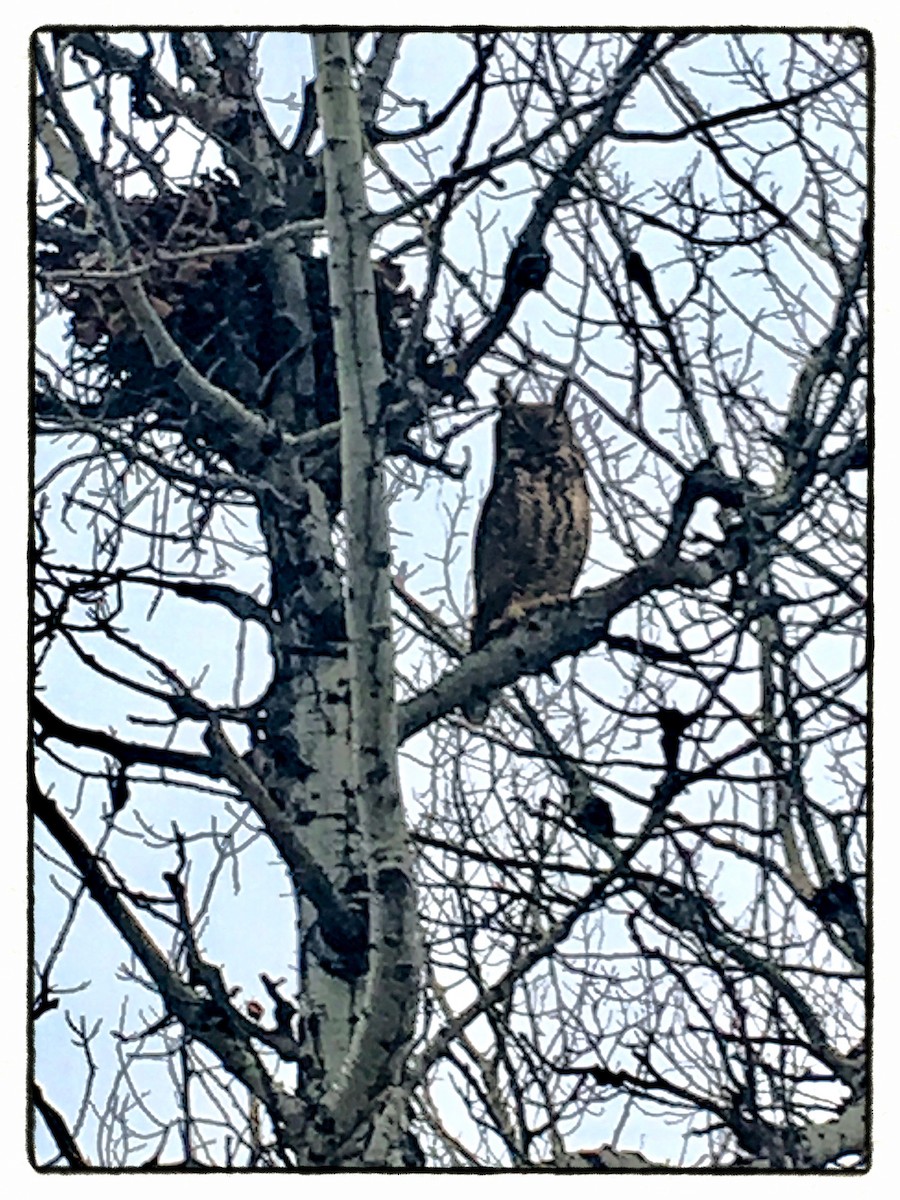 Great Horned Owl - ML52247061