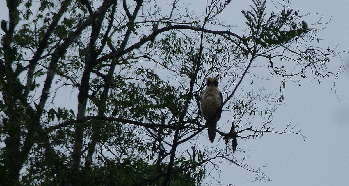 Laughing Falcon - ML52247191