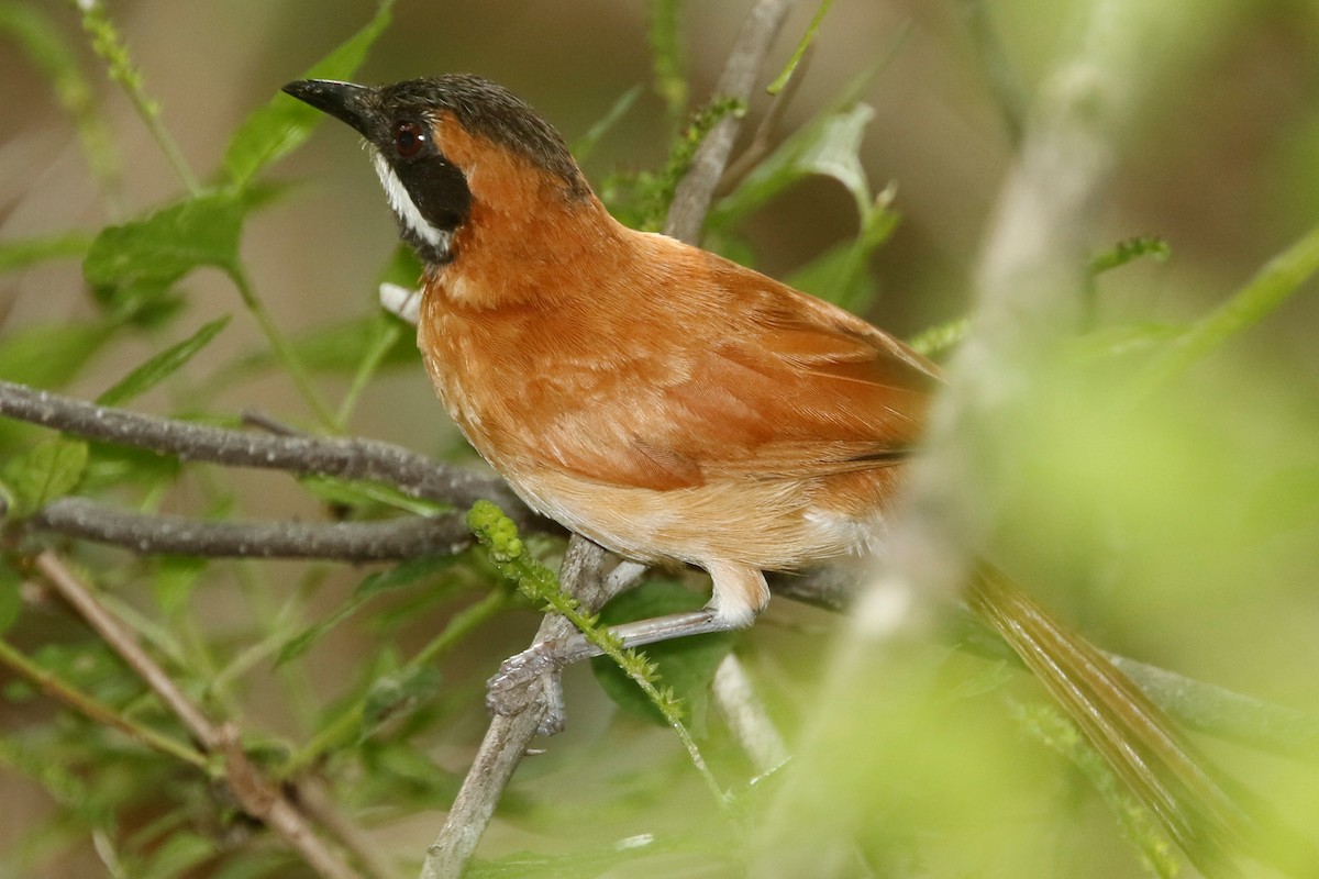 White-whiskered Spinetail - ML522472811