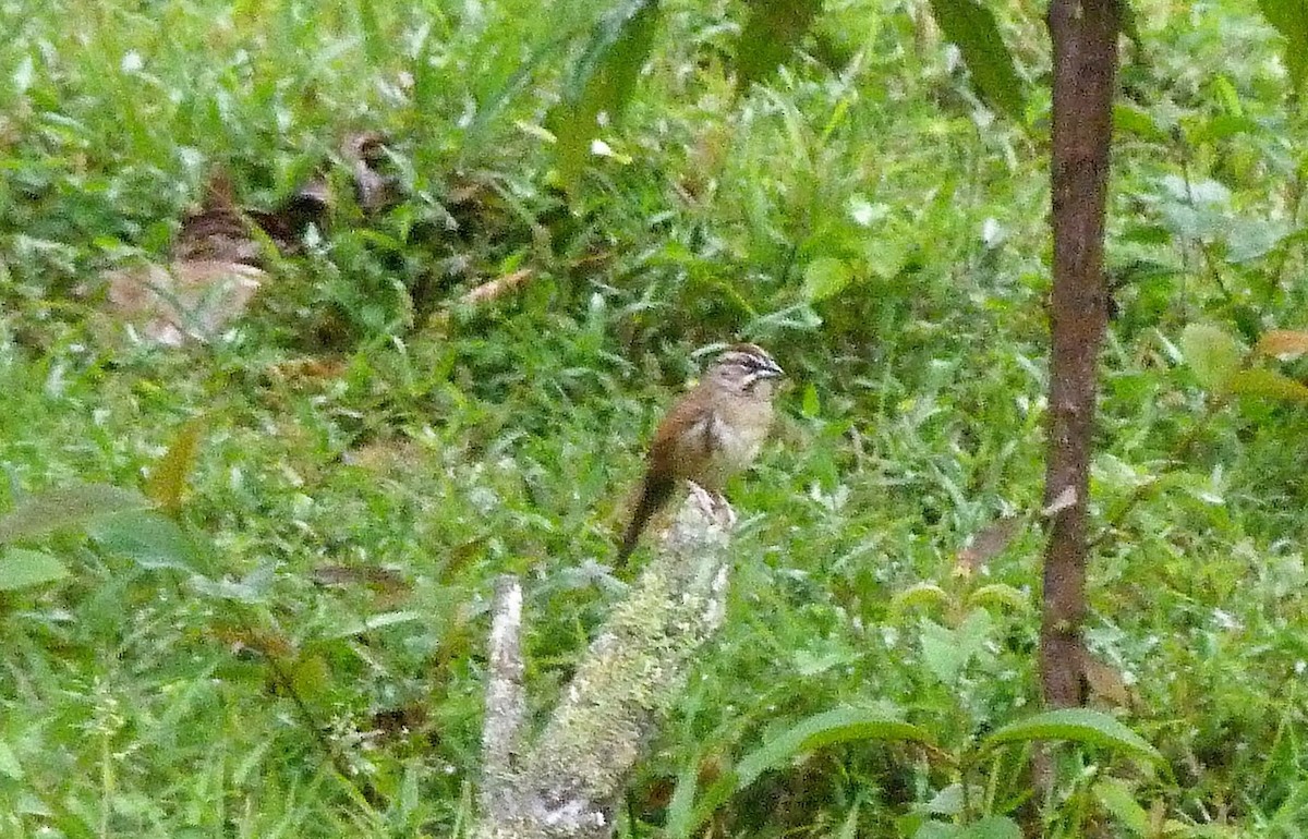 Rusty Sparrow - ML52247311