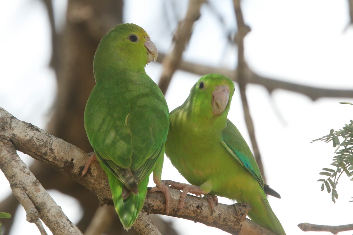 Green-rumped Parrotlet - ML522473981