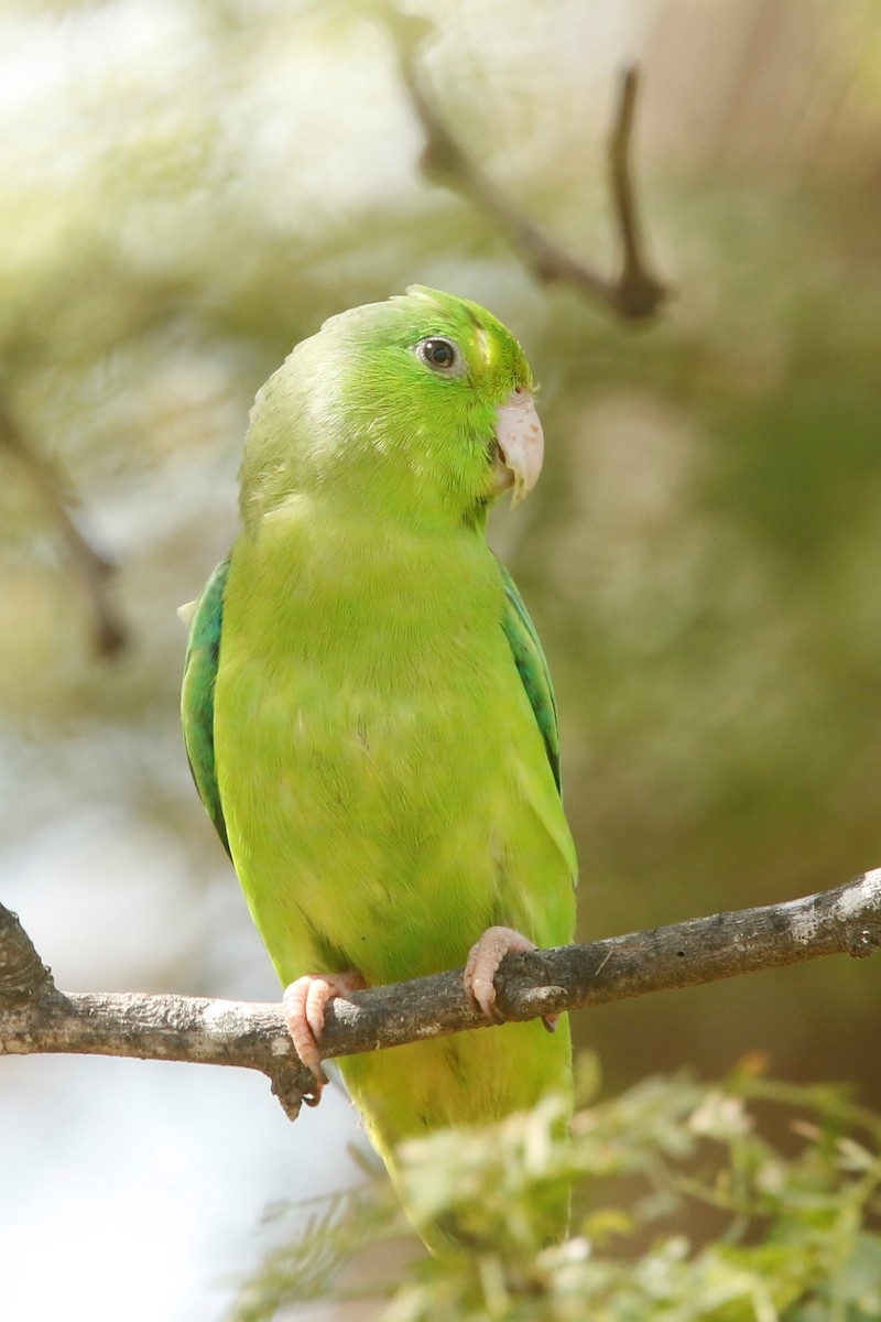 Yeşil Sokumlu Serçe Papağanı - ML522473991