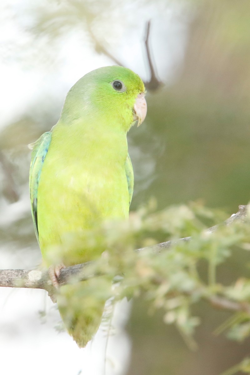 Зелёный воробьиный попугайчик - ML522474001