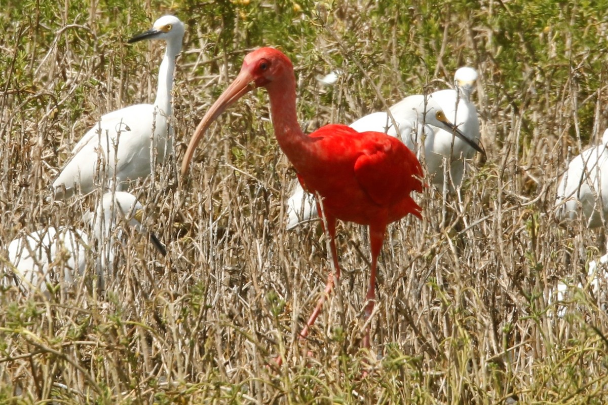 Scarlet Ibis - ML522474081