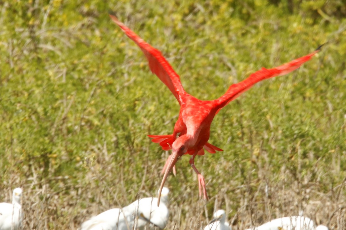 ibis rudý - ML522474091