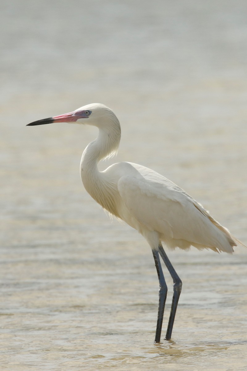 Reddish Egret - ML522474231