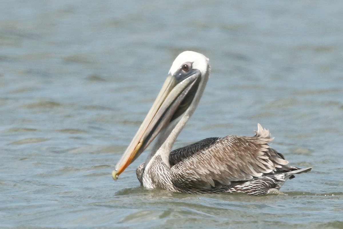 pelikán hnědý - ML522474291