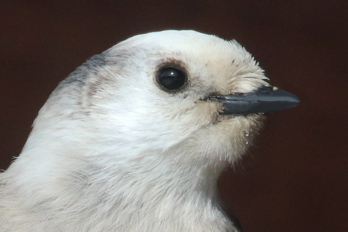 Canada Jay - ML522475751