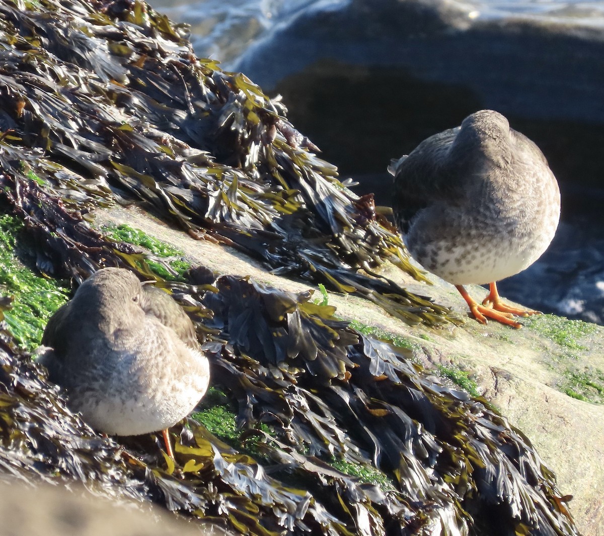 Purple Sandpiper - ML522476521