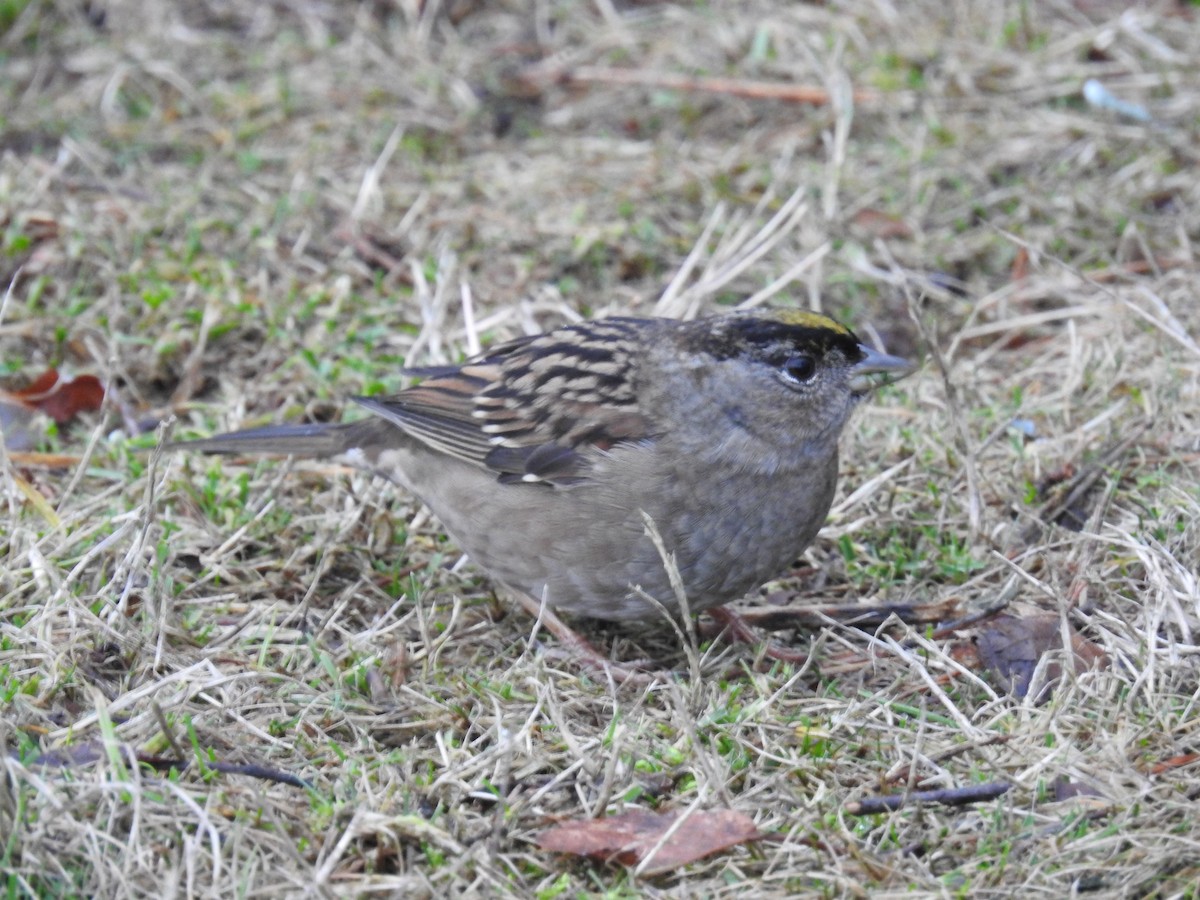 Golden-crowned Sparrow - ML522476711