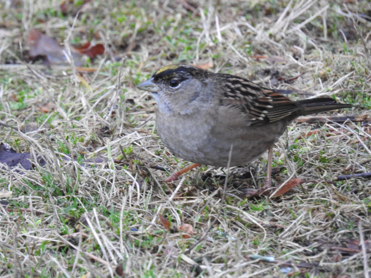 Golden-crowned Sparrow - ML522476881