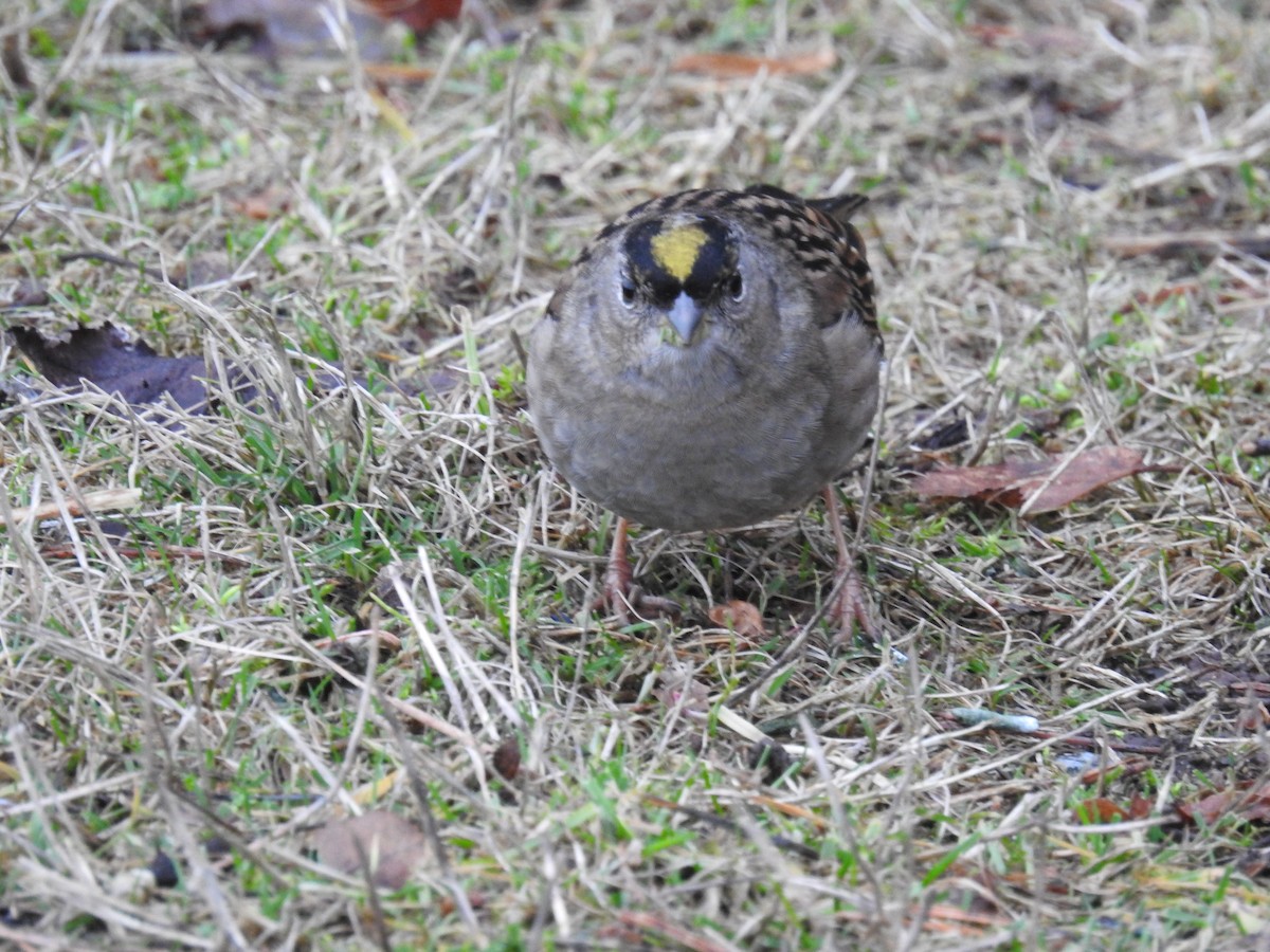 Golden-crowned Sparrow - ML522476951